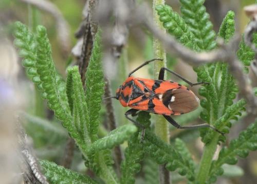 Spilostethus pandurus
